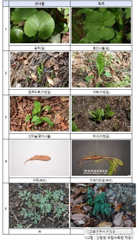 산나물과 유사한 독초
