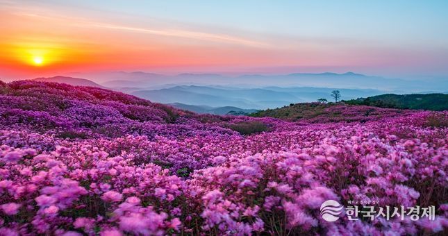 합천 황매산 지킴이들이 알려주는 철쭉 관람 꿀팁!