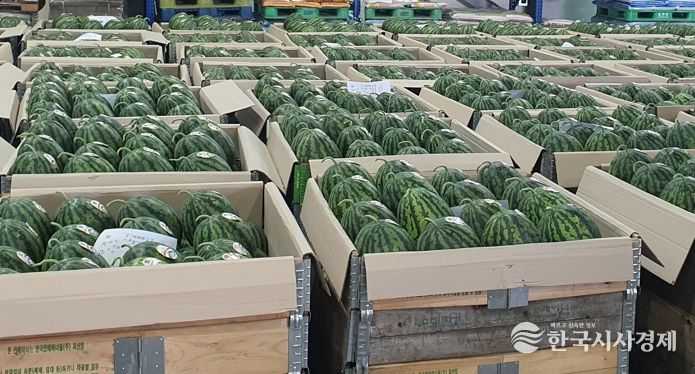 '싱싱세종수박' 세종 고향사랑기부제로 만나요