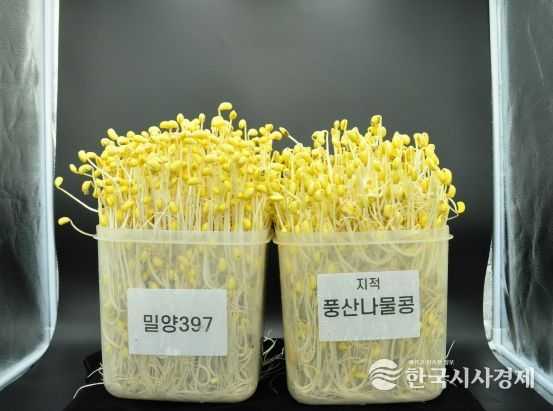 제주도 신품종 나물콩 ‘해찬’, 콩나물 가공용 우수 품종 입증