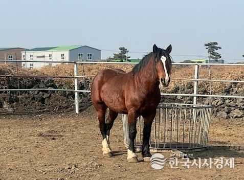 제주산 비육마, 사상 첫 일본 수출 성사