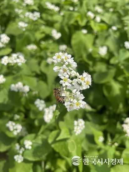 제주도 농기원, 국산 메밀 자급화 속도낸다