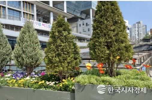 금천구청 청사 광장에 식재된 봄꽃 모습