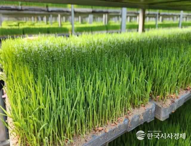 군산시농업기술센터, ‘벼 종자 소독 및 육묘 교육’강좌 실시