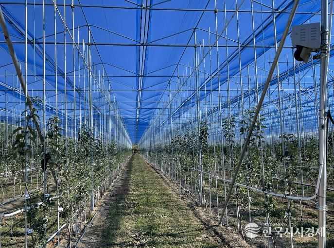 노지 사과밭에 부는 스마트 바람, 기술경쟁력 앞세운 안동시가 이끈다