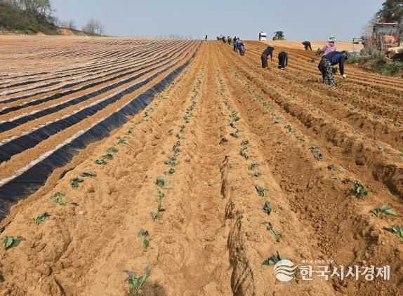 당진호풍 정식 재배