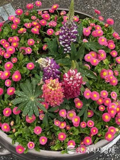 울진군 전역 아름다운 봄꽃으로 물들다