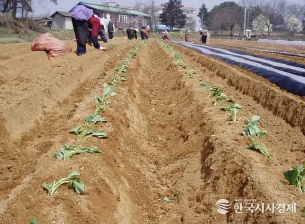 고구마 작업