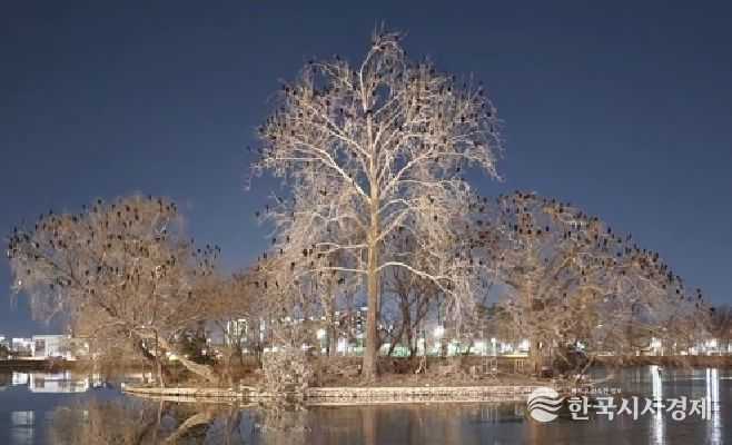 수성못 둥지섬 서식현황 및 생태복원 현황 사진
