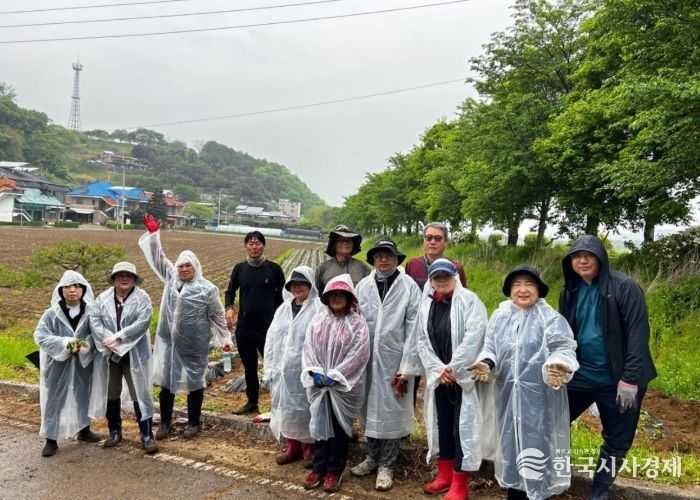 왕징면주민자치위원회, 유휴지 활용 고구마 식재