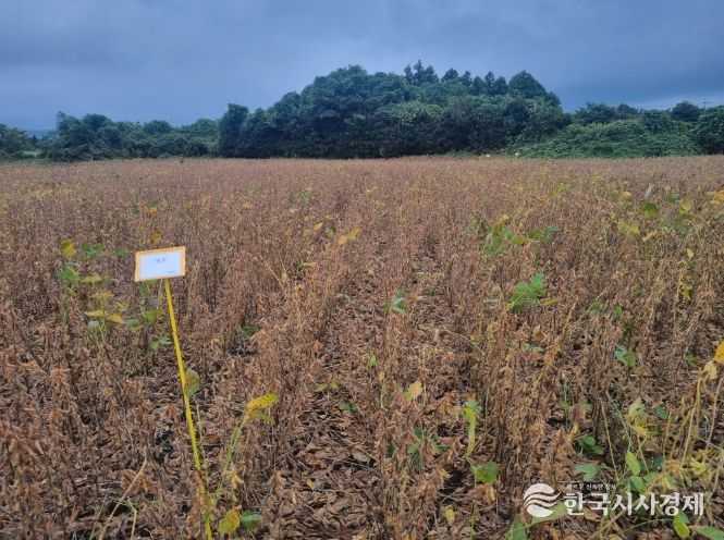 신품종 나물콩 '해찬' 사진(24년 10월)