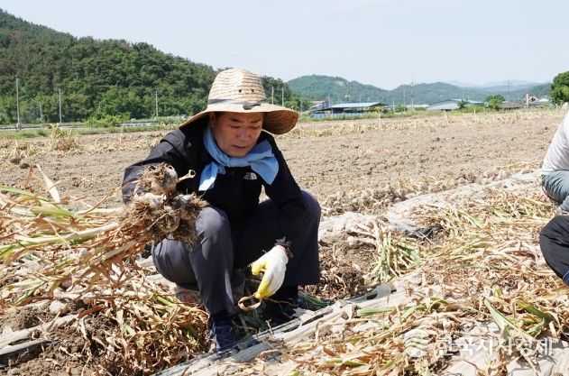 성낙인 창녕군수가 농가를 방문해 봄철 일손돕기를 하고 있는 모습(2024년 사진)