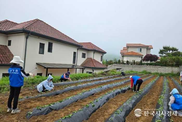 신봉동 고구마심기