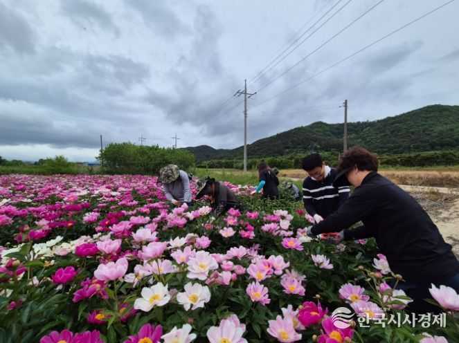부안면, 작약꽃 따기 일손 돕기