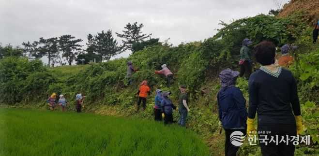 생태계교란생물 ‘가시박’ 제거 본격 추진