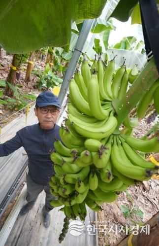 바나나 전경( 엣지해남 바나나농장)