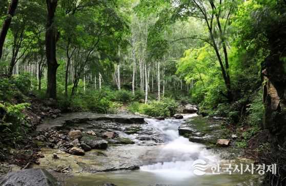 무더운 여름 영양 자작나무숲에서 힐링