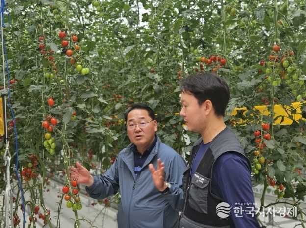 새만금 농생명용지 스마트팜 준공, “토마토가 주렁주렁”