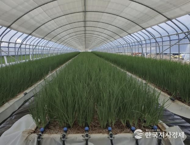 출하 7일 전(파종 후 30일) 사진