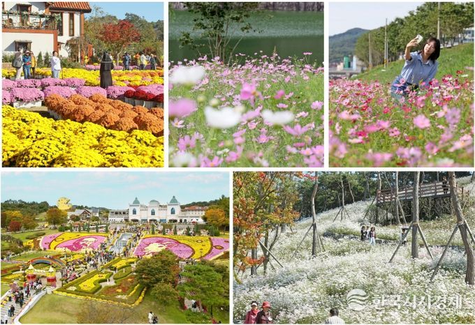 임실군, 가을 분위기 물씬…임실N가을꽃 향연