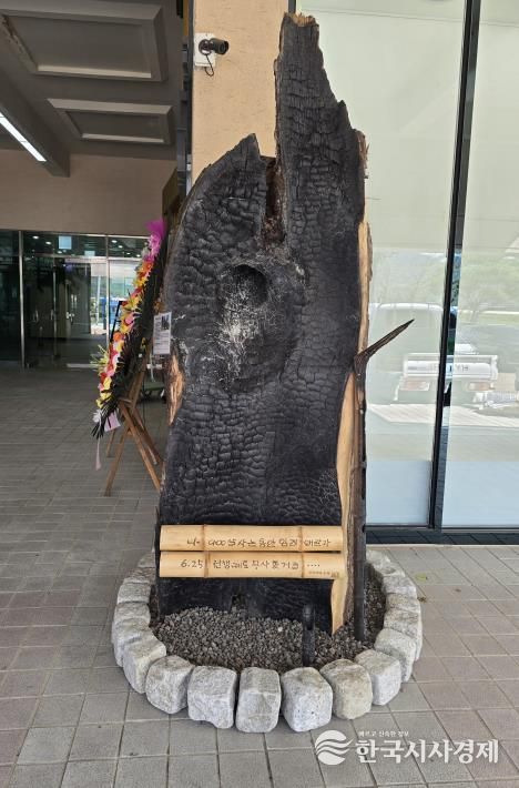 두양리 은행나무