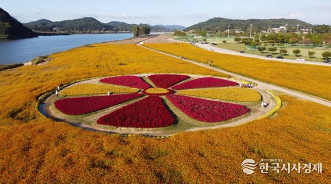 백마강 코스모스 꽃단지
