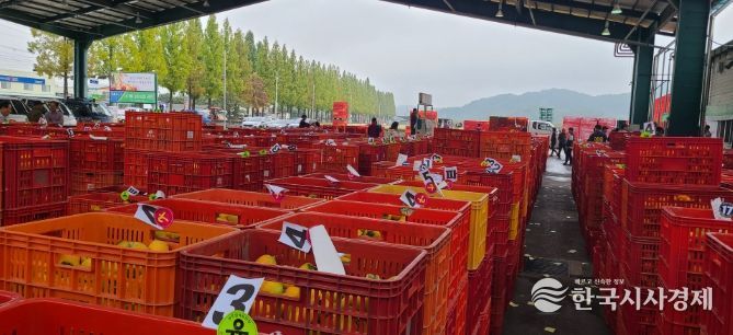 상주 곶감용 떫은감, 온라인 전자경매 시범 도입