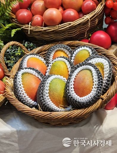 신규 답례품으로 선정된 애플망고(신안산)