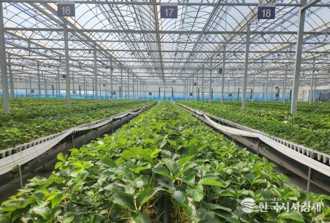 논산시농업기술센터 우량딸기육묘장