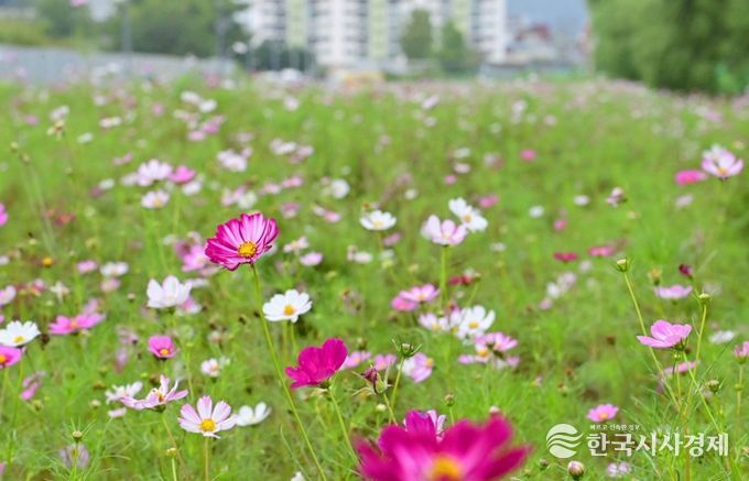 옛 진주역 철길 보행로에 ‘코스모스’ 활짝
