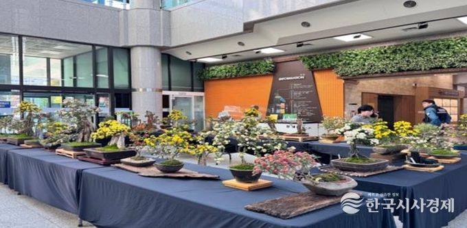 2024년 금정구청 1층 구민홀에서 개최된 국화분재 전시회