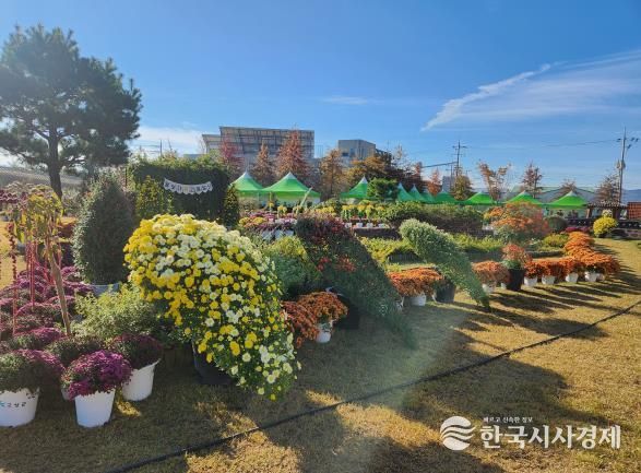 제5회 작은공룡 국화 전시회 10월 31일 개최