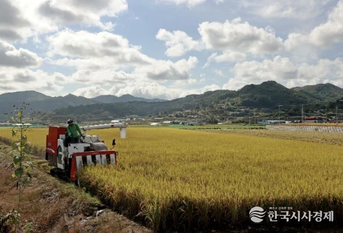 23일, 문광면 일대의 한 논에서 바삐 움직이는 콤바인이 벼 수확에 한창이다