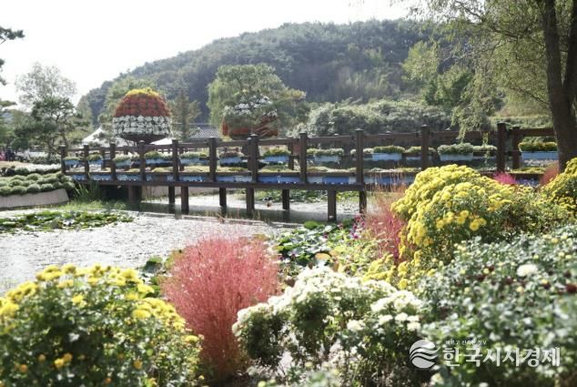 지난해 국화축제 모습.