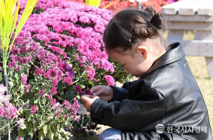 국화 아이 : 제10회 강진만 춤추는 갈대축제가 강진만 생태공원에서 열린 가운데 한 아이가 국화꽃 정원에서 국화를 물끄러미 쳐다보고 있다.