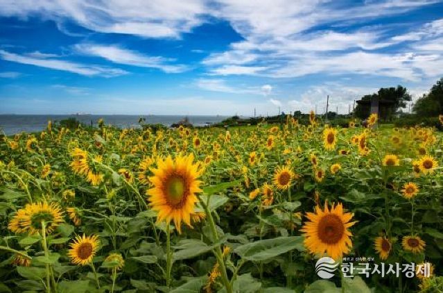 금상_슬도해바라기(권익태)