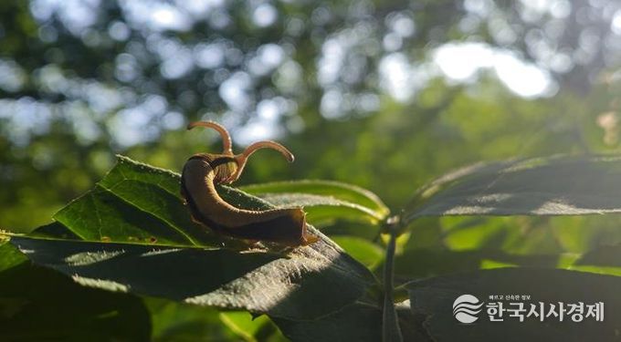 제 19회 전국 숲 해설 경연대회 숲 사진 부문 수상작