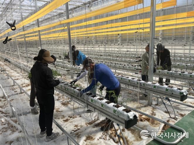 봉화군, 청년 창업농 경영실습 임대농장 실습용 토마토 정식