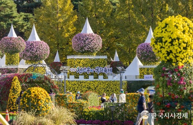 전국을 물들인 익산 천만송이 국화축제 대흥행
