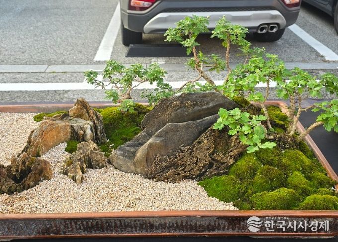 여주시관상국화연구회, 강천섬 힐링 문화 축제장에서 전시회 개최