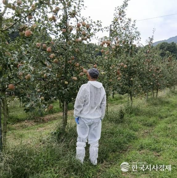 사과원 화상병 예찰 모습