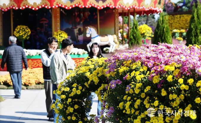 2025 대한민국 국향대전 회전목마 포토존, 국화 만개 전경