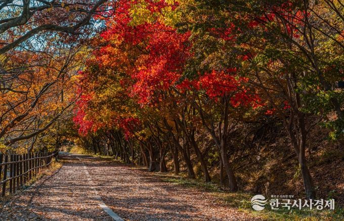 울긋불긋 단풍·은빛 억새…빛고을의 가을 파노라마