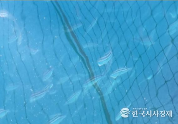 벤자리 시험양식 해상가두리(삼산면 거문도)