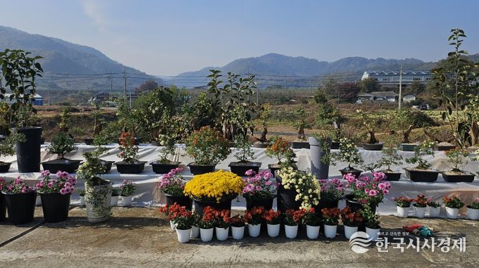 충주시 관산마을 국화전시회 개최(진열된 국화 사진)