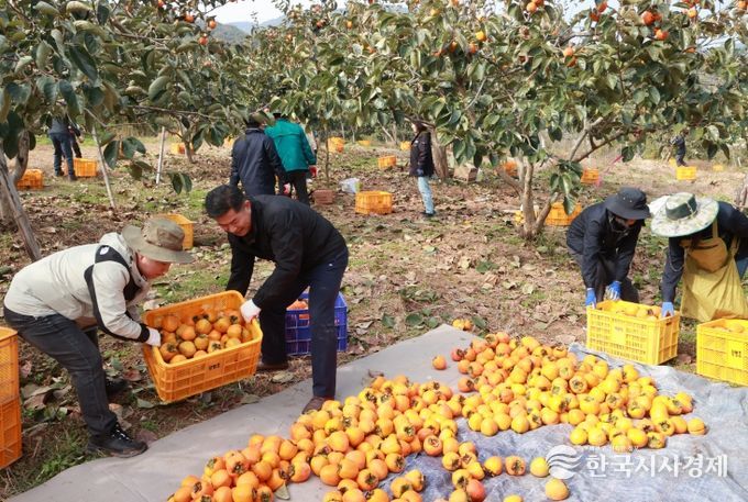 의령군 공무원 농촌 일손돕기