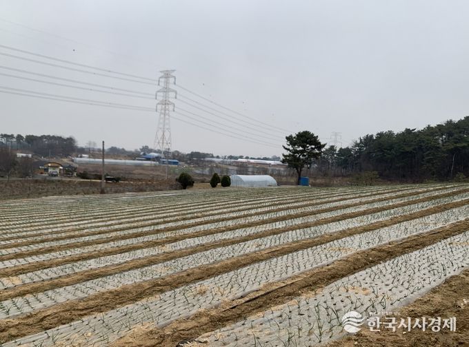 정읍시 농업기술센터, 양파 적기 정식 및 관리 당부