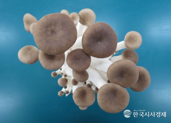 융합버섯 ‘새느’