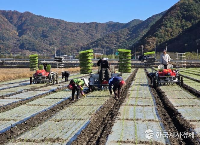 양파 기계화 정식