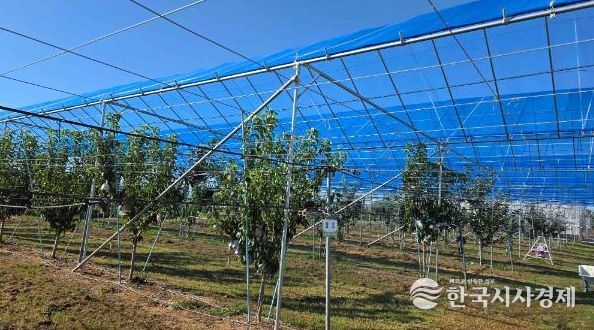 배 농가와 함께 ‘과수 기후변화 대응 현장 컨설팅’